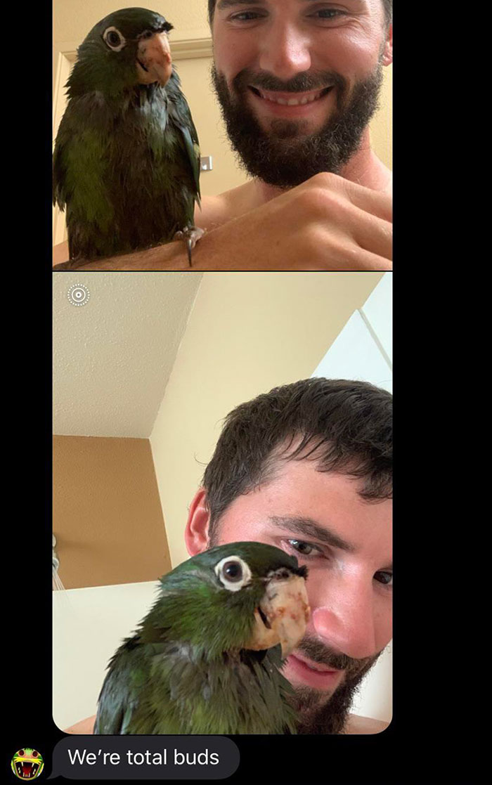 My Coworker Rescued This Wild Parrot From A Cat A Few Days Ago. Their Newfound Friendship Made My Week