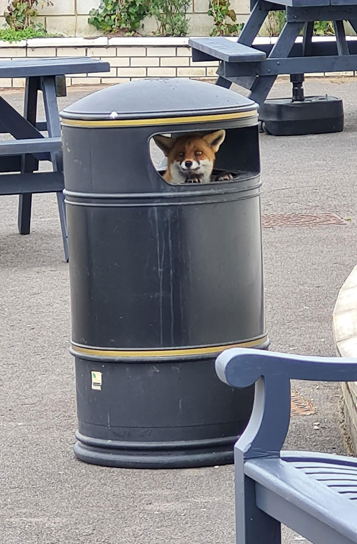 I Spent An Inordinate Amount Taking My 9-Year-Old To See The Submarine Museum Today, And The Only Thing He Cares About Is Seeing This Fox Jumping In And Out Of The Bin