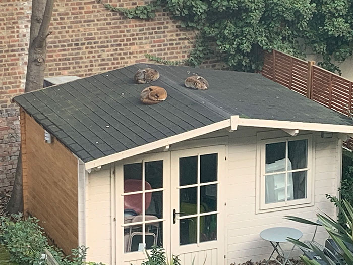 Three Foxes Curled Up On The Roof Of A Shed