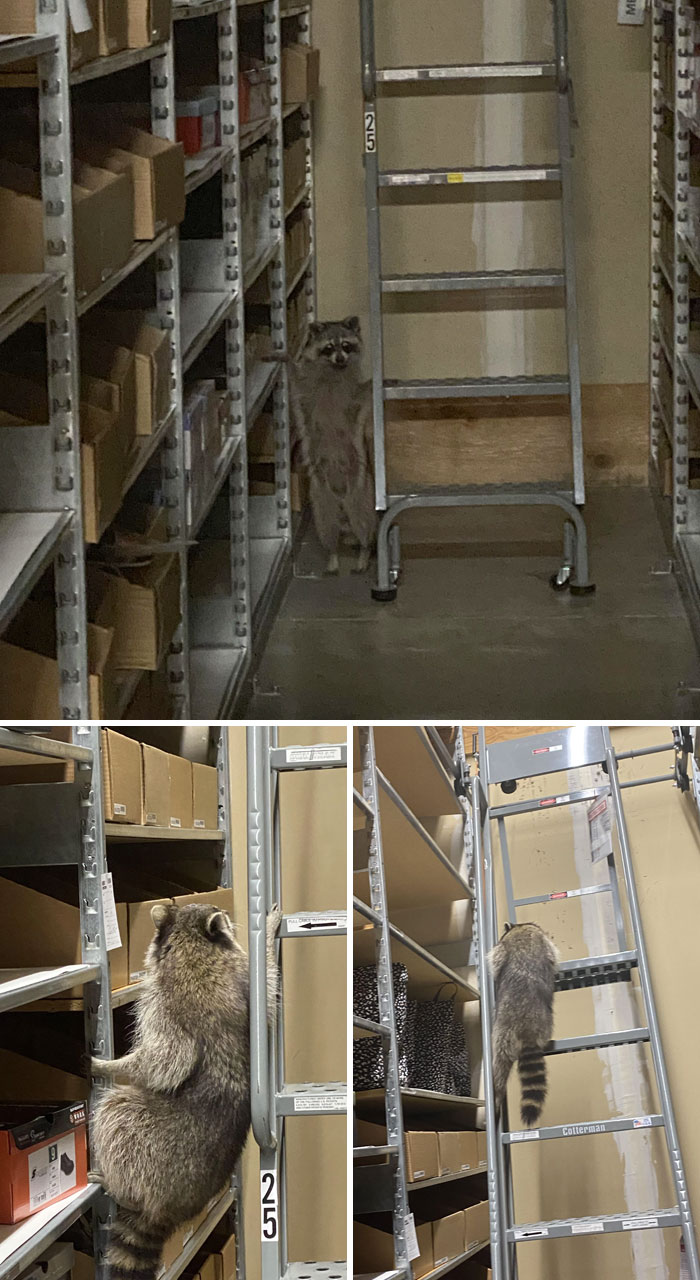 Shoutout To The Raccoon I Found During Inventory At 3 Am In 2021, I Still Think About You