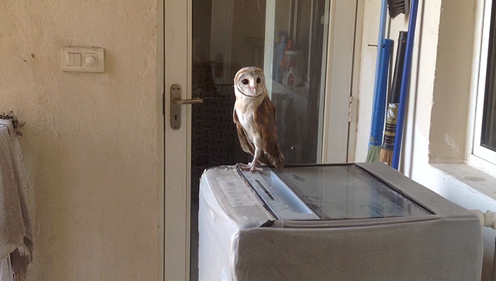 Woke Up This Morning And Found An Owl On Our Washing Machine (India)