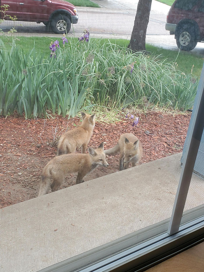 There Is A Family Of Foxes Living Under My House