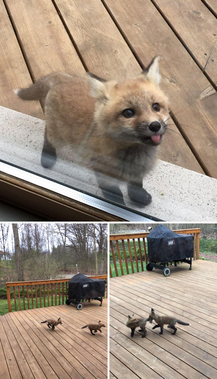 Estos cachorros de zorro fueron a casa de mi abuela a saludarla