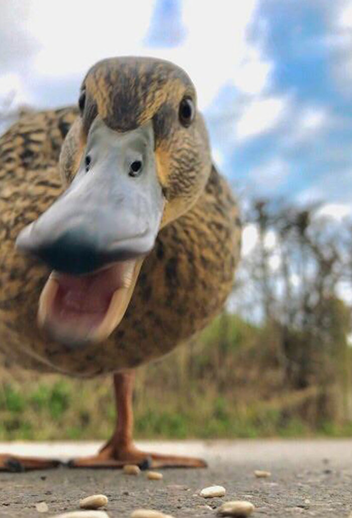 I’ve Never Encountered A More Hungry Duck