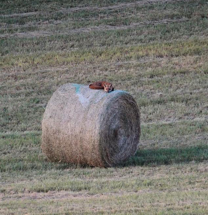 Fox On A Hay Bale