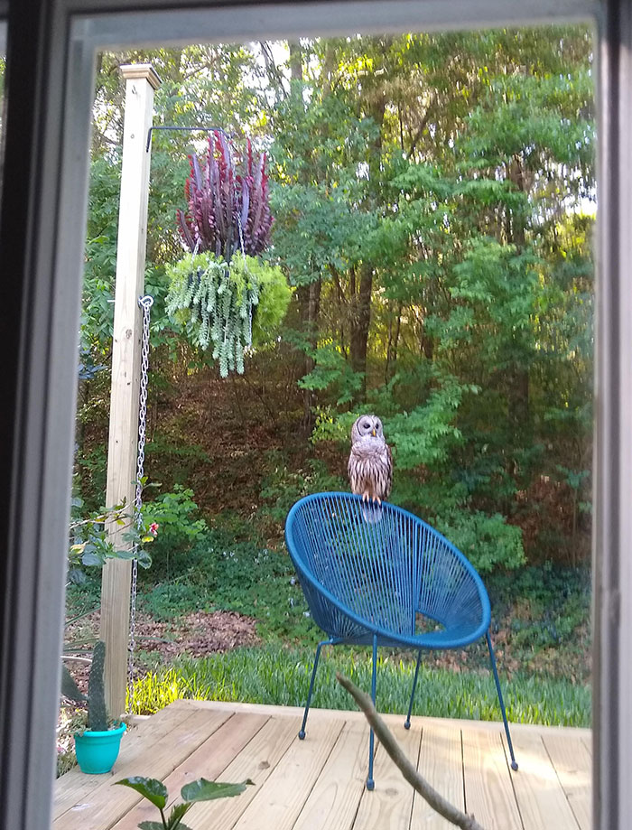 Barred Owl Visiting Our Back Deck One Morning