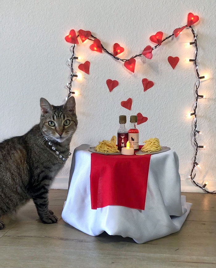 I Don't Have A Valentine's Date This Year, So I Made A Little Dinner With My Cat