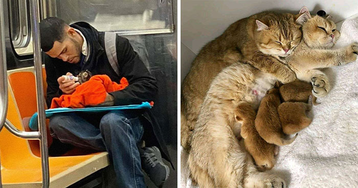 50 Times Cats Were So Wholesome, People Just Had To Share It Online (New Pics)