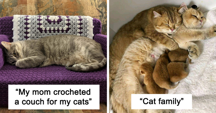 78 Times Cats Were So Wholesome, People Just Had To Share It Online (New Pics)