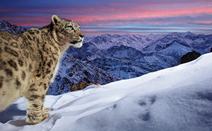 25 Stunning Wildlife Images That Were Selected As Candidates For Wildlife Photographer Of The Year People’s Choice Award 2022