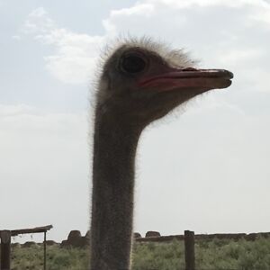 Selina DA Ostrich
