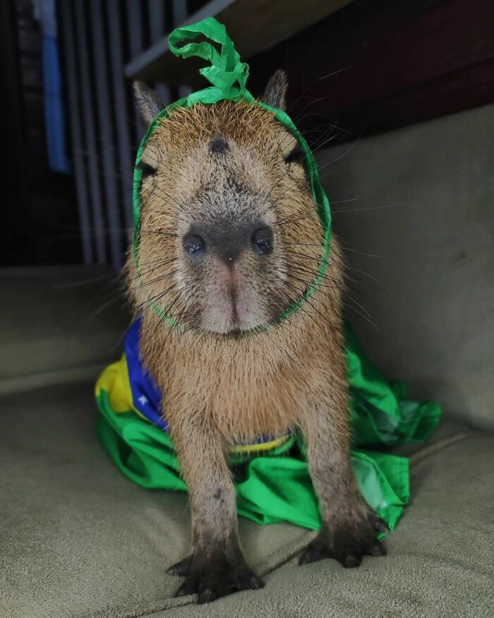 This Man From Brazil Who Lives On A Farm Shares A Beautiful Bond With A Rescued Capybara This Man From Brazil Who Lives On A Farm Shares A Beautiful Bond With A Rescued Capybara