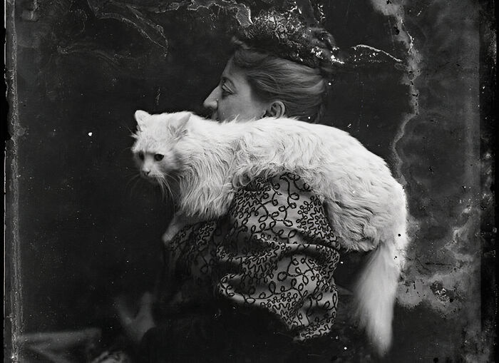 All The Beauty And Elegance Of A Huge White Cat Were Captured In This Studio Photograph, Around The Year 1900. Washington, D.C., United States