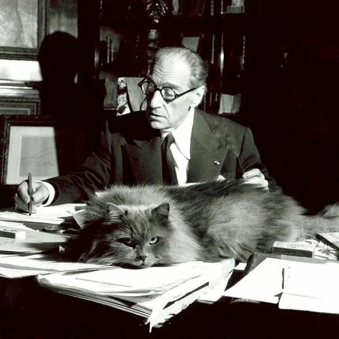 During His Studies, The French Actor And Screenwriter Sacha Guitry Had The Company Of This Beautiful Big Cat, Who Comfortably Settled Among The Paperwork, 1955