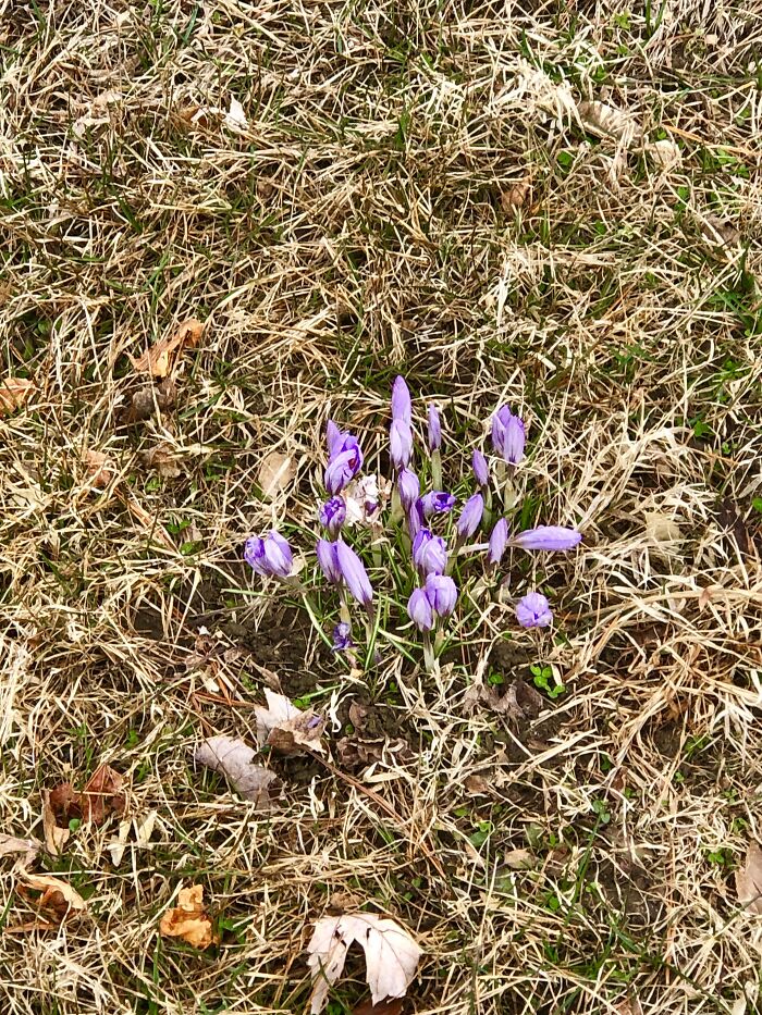 Saw The First Flowers Of Spring Today