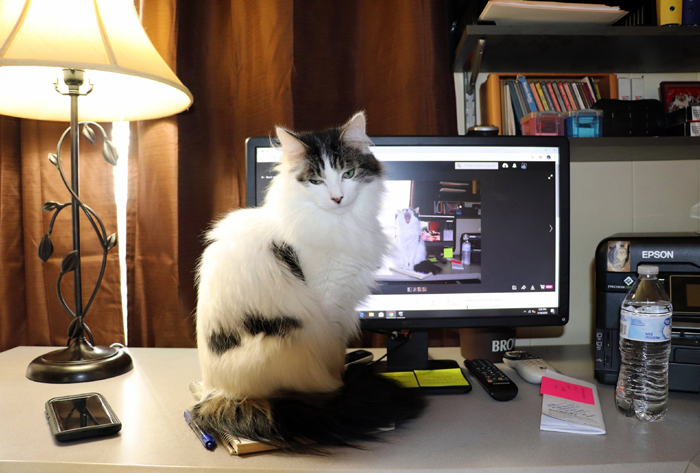 “Call The Cops? If You Insist”: Guy Doesn’t Want To Show ID, Requires The Cops To Be Called And Gets Arrested Himself “Call The Cops? If You Insist”: Guy Doesn’t Want To Show ID, Requires The Cops To Be Called And Gets Arrested Himself