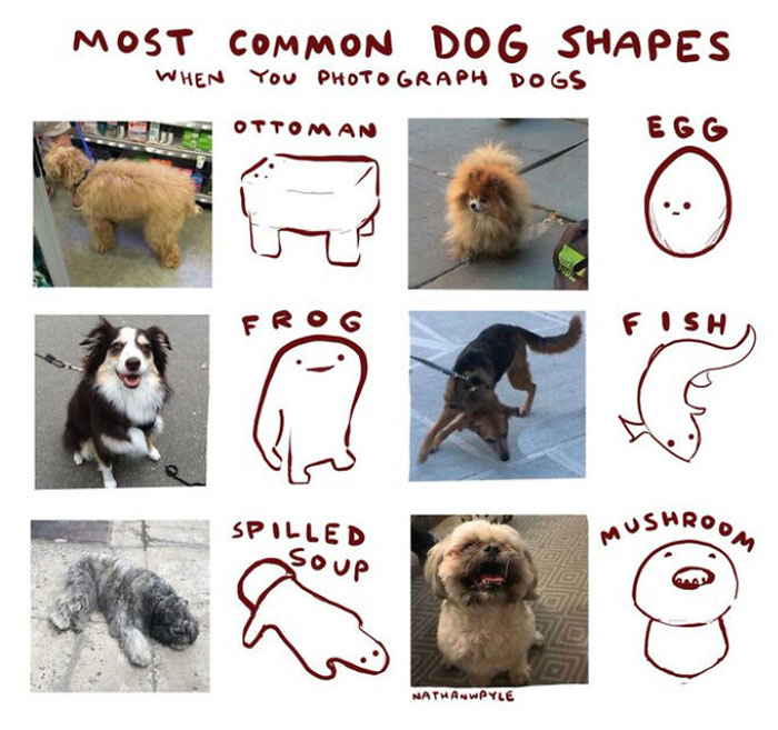 Most Common Dog Shapes