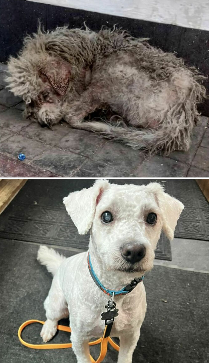 Antes/Después del perro de 5 años que adoptamos la semana pasada
