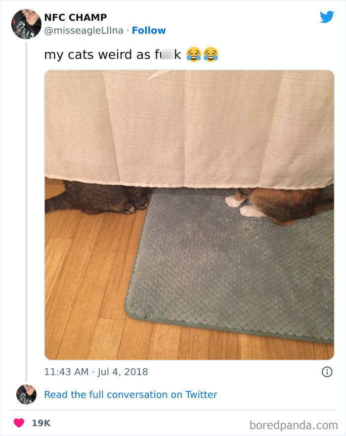 Funny-Cat-Tweets-Jokes