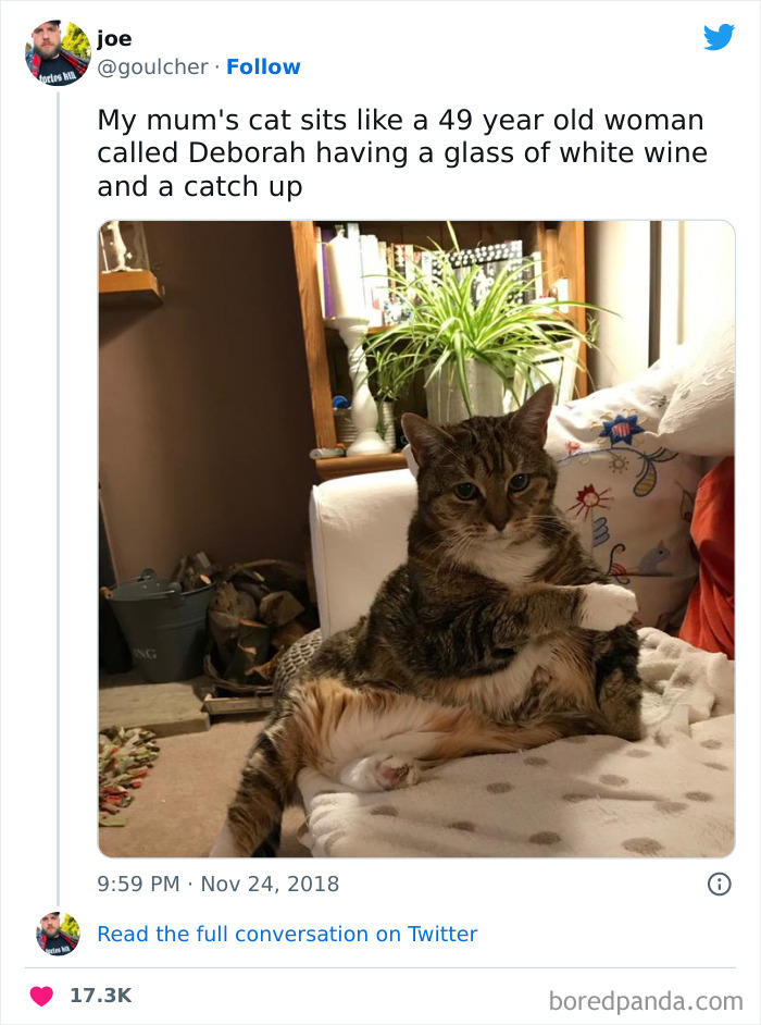 Funny-Cat-Tweets-Jokes