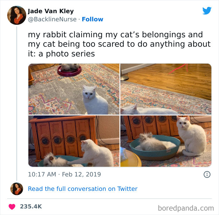 Funny-Cat-Tweets-Jokes