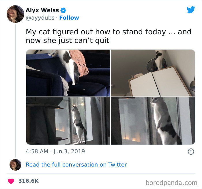 Funny-Cat-Tweets-Jokes