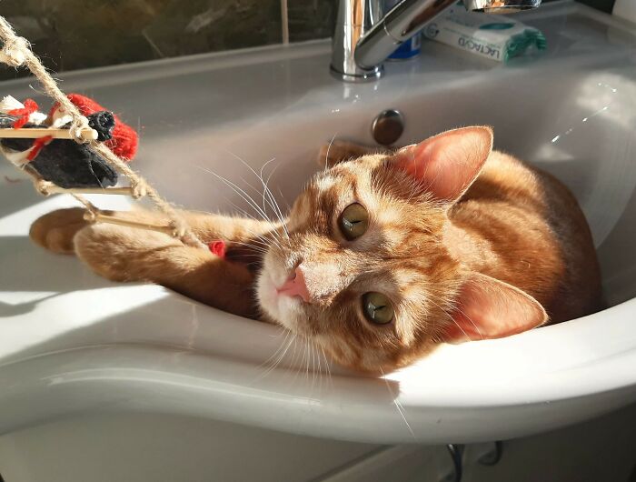 Dwarves On A Ladder, It Was Interesting Until He Got Them All Off The Ladder