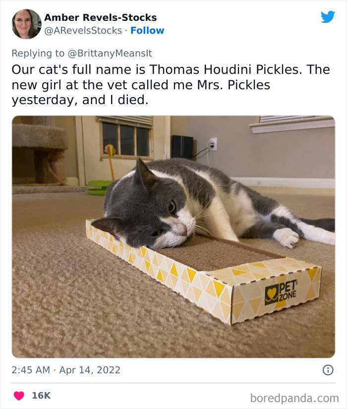 Funny-Cat-Names Funny-Cat-Names