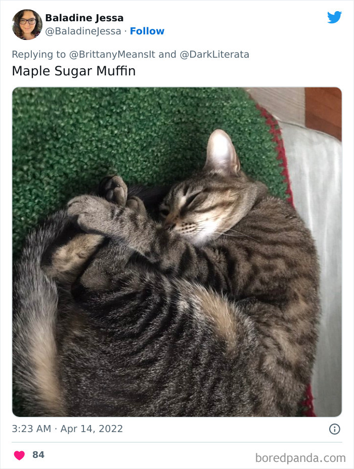 Funny-Cat-Names Funny-Cat-Names