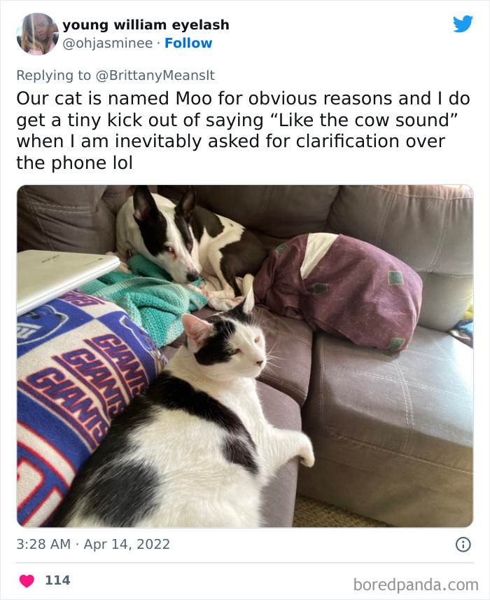 Funny-Cat-Names Funny-Cat-Names