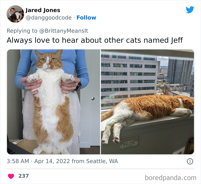 Funny-Cat-Names