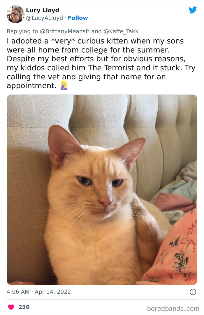 Funny-Cat-Names Funny-Cat-Names