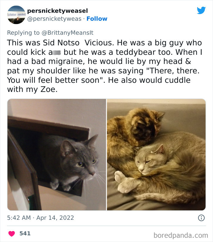 Funny-Cat-Names Funny-Cat-Names