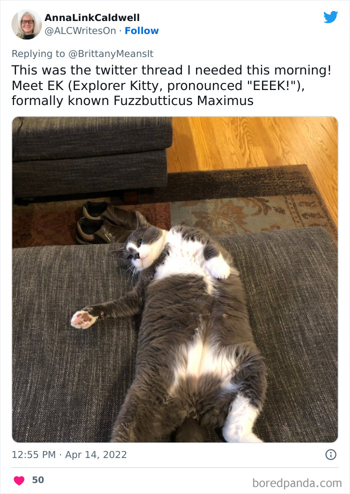 Funny-Cat-Names Funny-Cat-Names