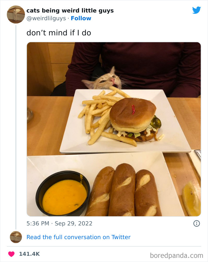 Funny-Cat-Tweets-Jokes