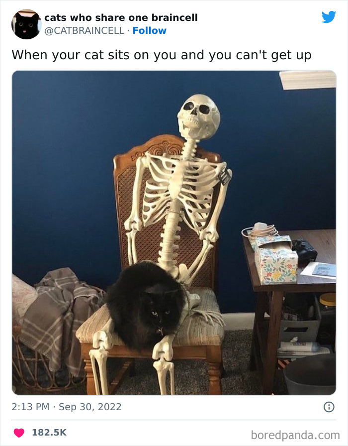 Funny-Cat-Tweets-Jokes