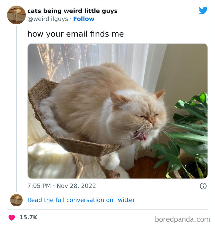 Funny-Cat-Tweets-Jokes