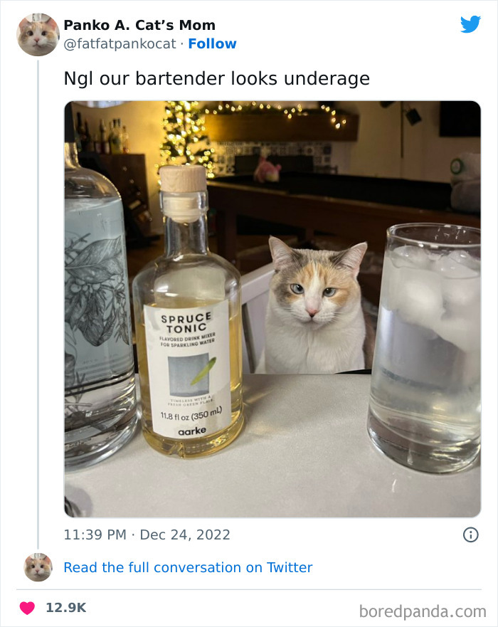 Funny-Cat-Tweets-Jokes