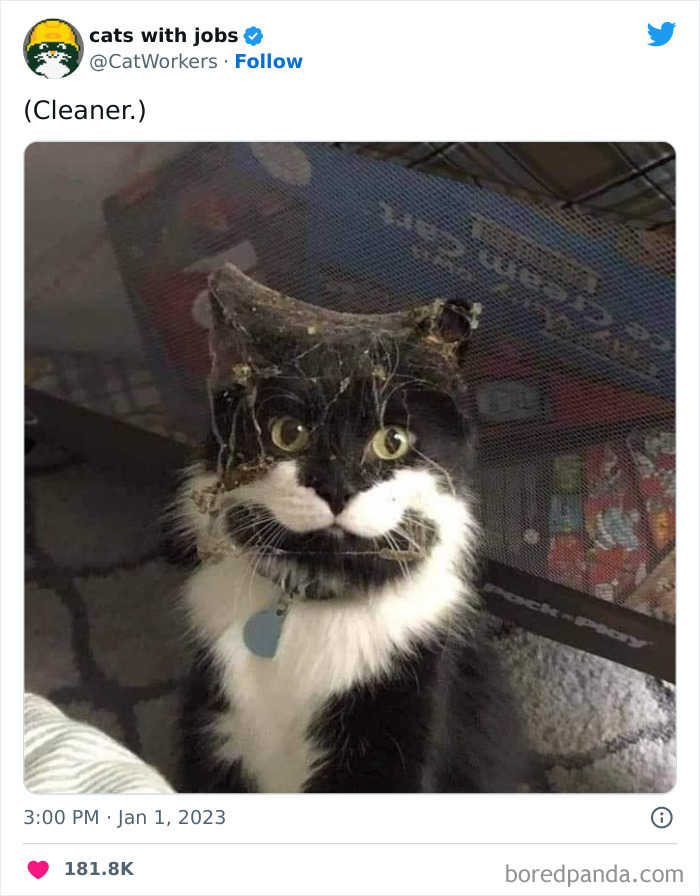 Funny-Cat-Tweets-Jokes