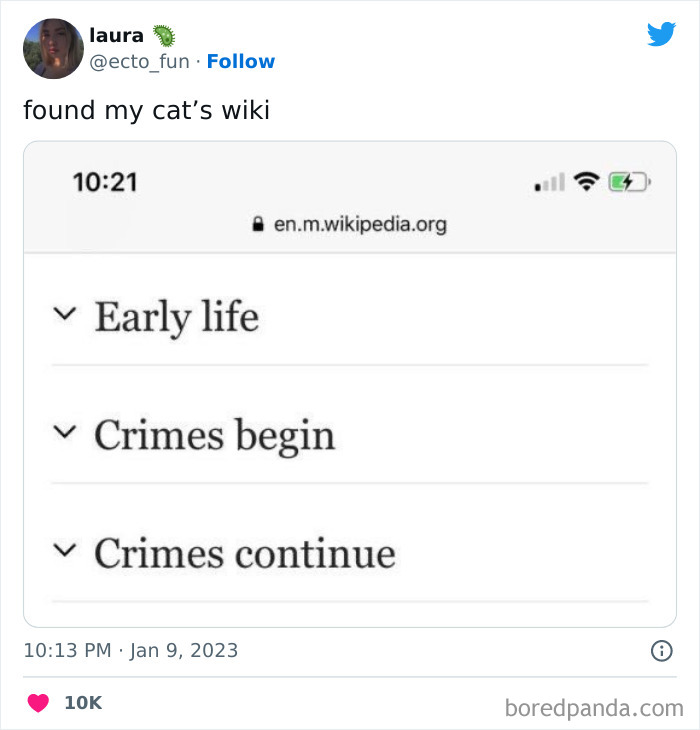 Funny-Cat-Tweets-Jokes