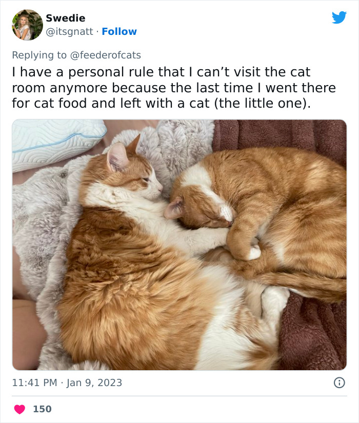 Wholesome story about boy whispering address to cat in pet store went viral after capturing the hearts of over 200,000 Twitter users