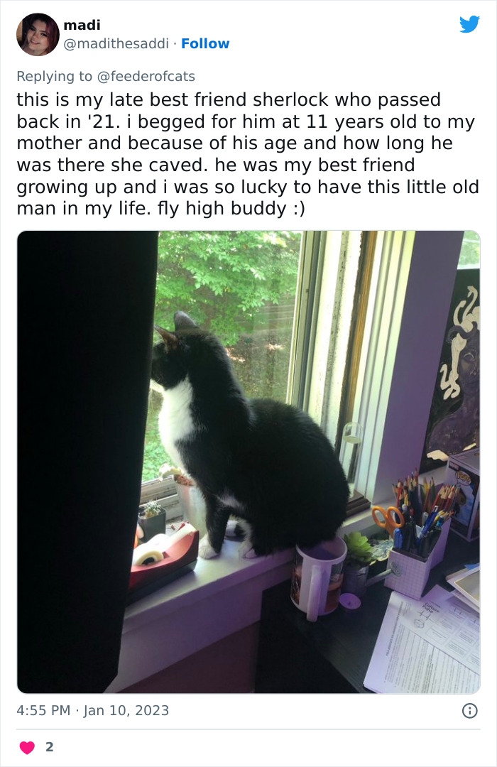 Wholesome Story Of A Boy Whispering His Address To A Cat At The Pet Store Because His Mom Said No, Goes Viral Capturing The Hearts Of Over 200k Twitter Users
