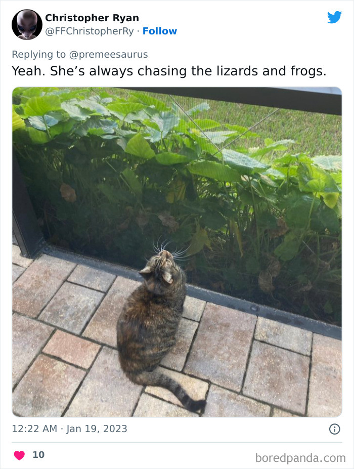 Biggest-Crimes-Committed-By-Cats