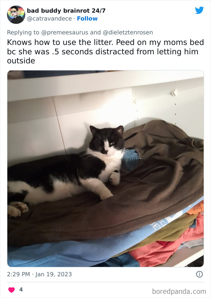 Biggest-Crimes-Committed-By-Cats