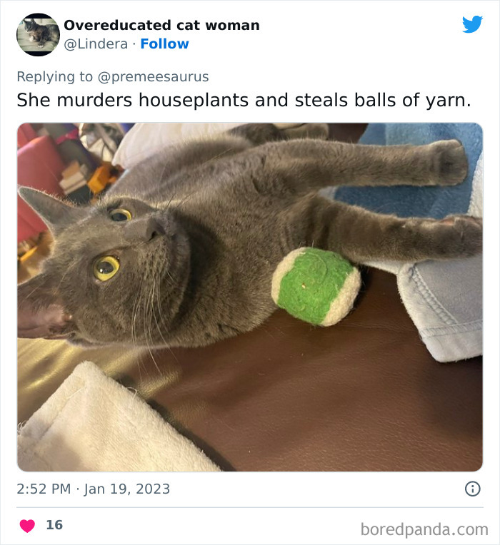 Biggest-Crimes-Committed-By-Cats