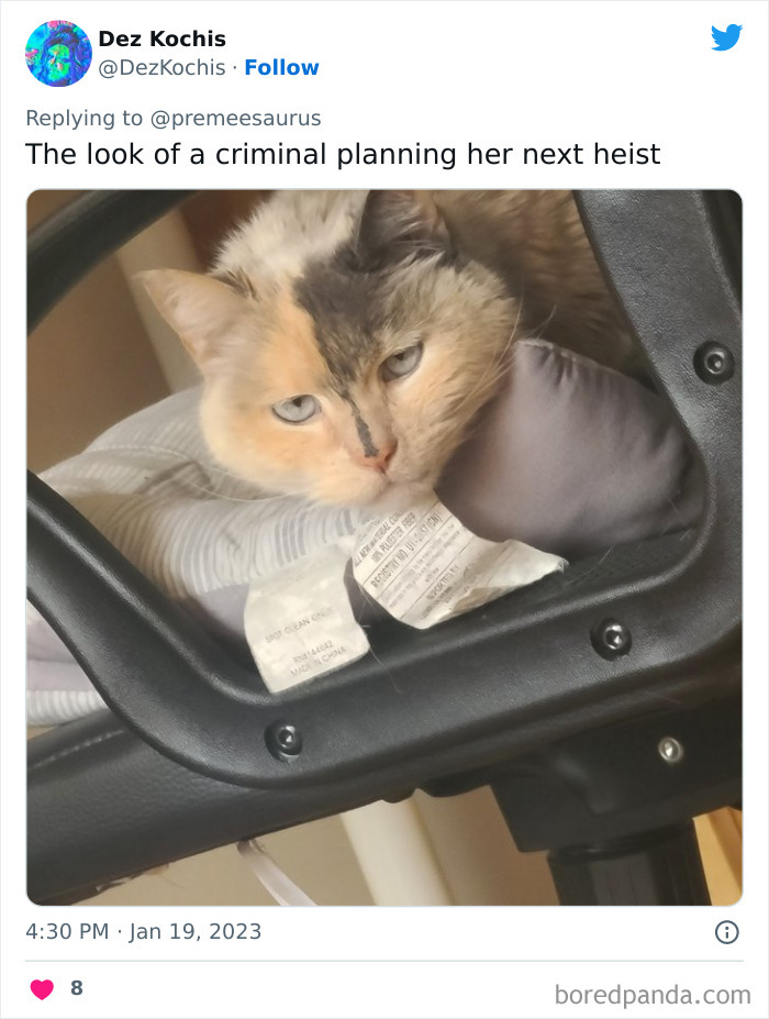 Biggest-Crimes-Committed-By-Cats