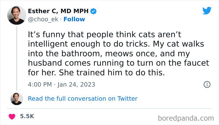 Funny-Cat-Tweets-Jokes