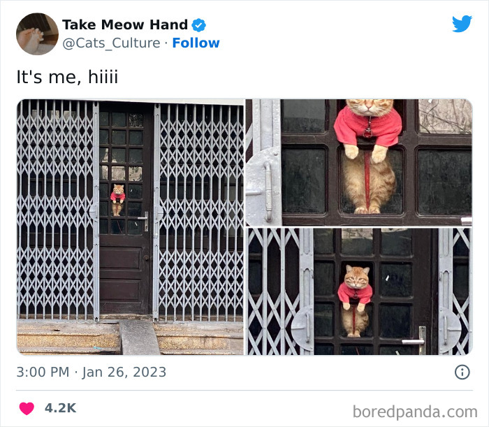 Funny-Cat-Tweets-Jokes