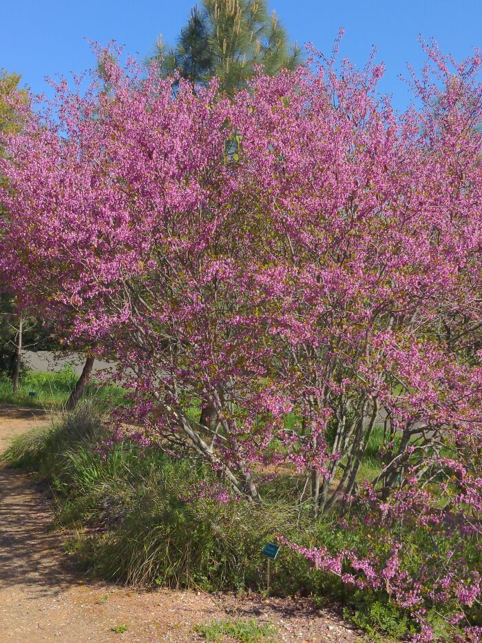 Redbud Trees In Bloom! ♥️