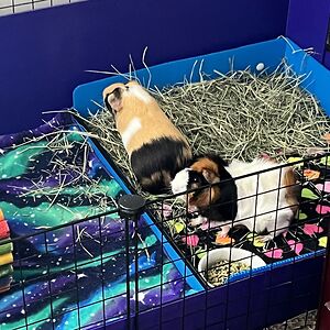 froggiesallaround avatar